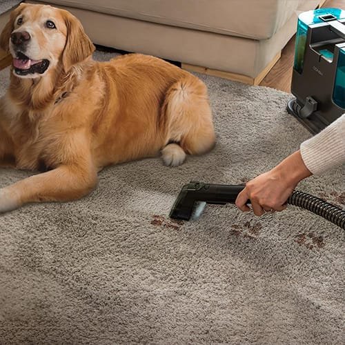 nettoyage de taches sur tapis causées par un chien avec la shampouineuse Cecotec Conga 3000 CarpetClean PopStar