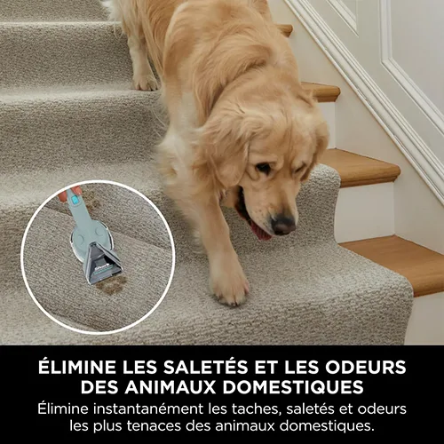Shampouineuse Shark PX200EUCP éliminant les taches et odeurs d’animaux sur un escalier en moquette